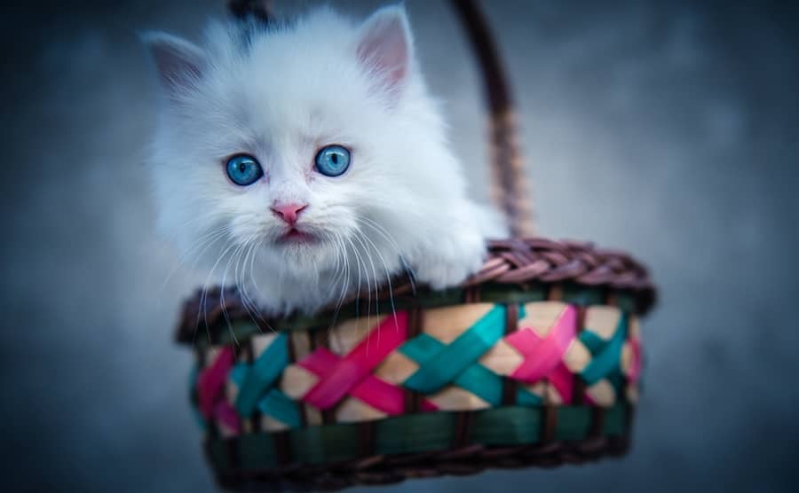 一直喂狗狗狗粮好不好?揭秘宠物饮食真相