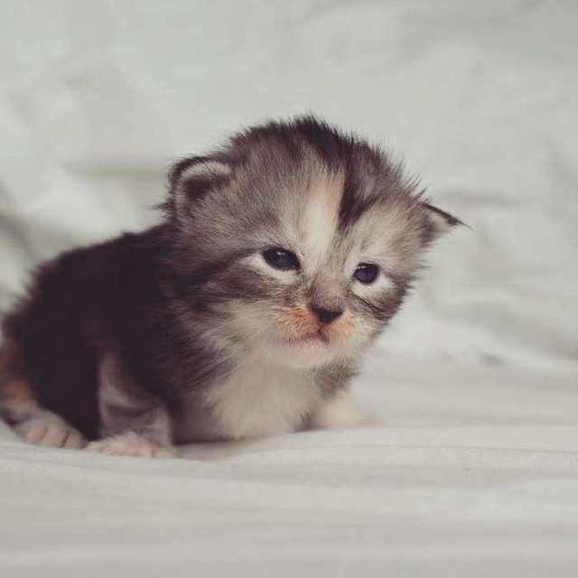 狗狗打虫后反应——揭开宠物健康的神秘面纱